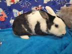 Adopt BLICE a Black American / Mixed rabbit in Los Angeles, CA (35618437)