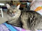 Adopt Cumin a Brown Tabby Domestic Longhair (long coat) cat in Mead
