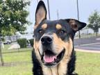 Adopt Carli a Black Mixed Breed (Large) / Mixed dog in Georgetown, TX (38245576)