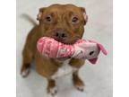 Adopt Delilah a Mixed Breed (Medium) / Mixed dog in Spokane, WA (38135790)