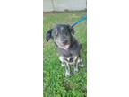 Adopt 160479 a Black Labrador Retriever / Husky / Mixed dog in Bakersfield