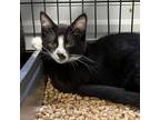 Adopt Jules a All Black Domestic Shorthair / Mixed cat in Columbus