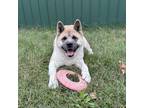 Adopt Yuki a Tan/Yellow/Fawn Akita / Mixed Breed (Large) / Mixed dog in Waldorf