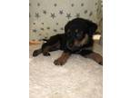 Adopt Ashley a Black - with Tan, Yellow or Fawn German Shepherd Dog / Rottweiler