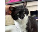 Adopt Fat Wreck Chords a All Black Domestic Shorthair / Mixed cat in Austin