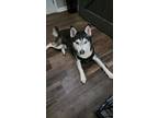 Adopt Stark a Black - with White Husky / Mixed dog in Dallas, GA (38067303)