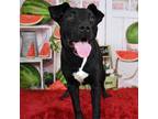 Adopt Miranda a Black Mixed Breed (Large) / Mixed dog in Yuma, AZ (38206890)