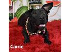 Adopt Carrie a Black Mixed Breed (Large) / Mixed dog in Yuma, AZ (38206889)