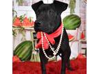Adopt Charlotte a Black Mixed Breed (Large) / Mixed dog in Yuma, AZ (38206888)