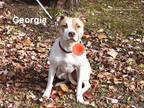 Adopt Georgia (was Dolly Parton) a White American Pit Bull Terrier / Jack