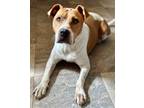 Adopt Addie a Tan/Yellow/Fawn - with White Boxer / American Staffordshire