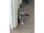 Adopt Hilda a Gray or Blue Domestic Shorthair / Domestic Shorthair / Mixed cat