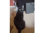 Adopt Friday a Black (Mostly) Domestic Shorthair / Mixed (short coat) cat in