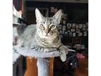 Adopt BENNINGTON a Gray or Blue American Shorthair / Mixed cat in Chatsworth