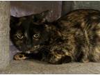 Adopt Poppy a Domestic Shorthair / Mixed (short coat) cat in Jim Thorpe