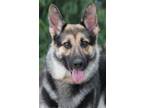 Adopt Tosca von Trogen" a German Shepherd Dog