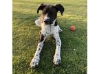 Adopt Piper a Black - with White German Shorthaired Pointer / Dalmatian / Mixed