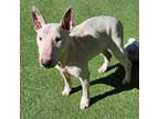 Adopt HARLEY a Bull Terrier