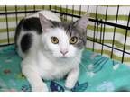 Adopt Misty a White (Mostly) Domestic Shorthair (short coat) cat in