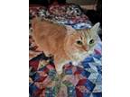 Adopt Blondie a Tan or Fawn Tabby Domestic Shorthair / Mixed (medium coat) cat