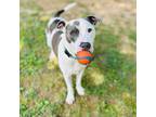 Adopt Quinnly a Gray/Blue/Silver/Salt & Pepper American Pit Bull Terrier / Mixed