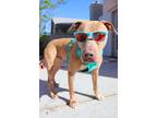 Adopt MAX a Tan/Yellow/Fawn - with White Pit Bull Terrier / Mixed dog in Las