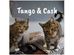 Adopt Cash and Tango (Bonded Pair) a Brown or Chocolate Domestic Shorthair /