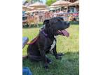 Adopt Squiggy a Black Mixed Breed (Large) / Mixed dog in Ashtabula