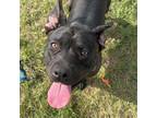 Adopt Winnie a Black Pit Bull Terrier / Pit Bull Terrier / Mixed dog in Melfort