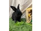 Adopt Nabisco a American / Mixed (short coat) rabbit in Pflugerville