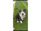 Adopt Turk a Black - with White Terrier (Unknown Type, Medium) / Mixed dog in