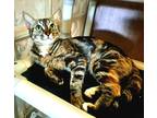 Adopt Petals a Gray or Blue Domestic Shorthair / Domestic Shorthair / Mixed cat