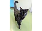 Adopt Baker a All Black Domestic Shorthair / Domestic Shorthair / Mixed cat in