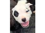 Adopt Spanky a White Mixed Breed (Medium) / Mixed dog in Marshall, TX (38071088)