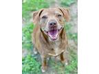 Adopt Nalla a Brown/Chocolate Labrador Retriever / Mixed dog in Anderson