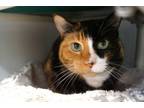 Adopt Abalone - Come meet me at Petco in New Milford! a Domestic Short Hair