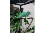 Adopt Emma-Leaf a Lizard reptile, amphibian, and/or fish in Vista, CA (33355582)