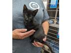 Adopt Rubble a Black (Mostly) Domestic Mediumhair (medium coat) cat in Parsons