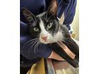 Adopt Kitty a Black & White or Tuxedo Domestic Shorthair (short coat) cat in New