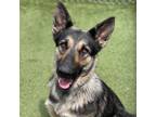 Adopt Terry a Brown/Chocolate German Shepherd Dog / Mixed dog in Long Beach