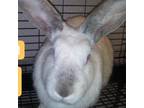 Adopt Lola Sleigh a Californian / Mixed rabbit in Mission, KS (38076345)