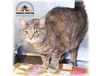 Adopt Lady Jane a Calico or Dilute Calico Domestic Shorthair (short coat) cat in
