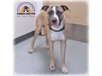 Adopt Deacon a White - with Black Pit Bull Terrier / Terrier (Unknown Type