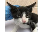 Adopt Oreo a All Black Domestic Shorthair / Mixed cat in Las Cruces