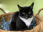 Adopt Helena a Black & White or Tuxedo Domestic Shorthair (short coat) cat in