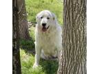 Adopt Shasta a White - with Tan, Yellow or Fawn Great Pyrenees / Mixed dog in