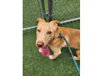 Adopt Mr. Peanut a Tan/Yellow/Fawn Mixed Breed (Large) / Mixed dog in