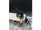 Adopt Olympia a Black - with Tan, Yellow or Fawn Doberman Pinscher / Mixed dog