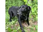 Adopt Luna a Black Labrador Retriever / Mixed Breed (Large) / Mixed dog in