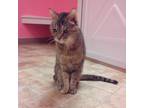 Adopt Sissy a Tortoiseshell Domestic Shorthair / Mixed cat in Monroe